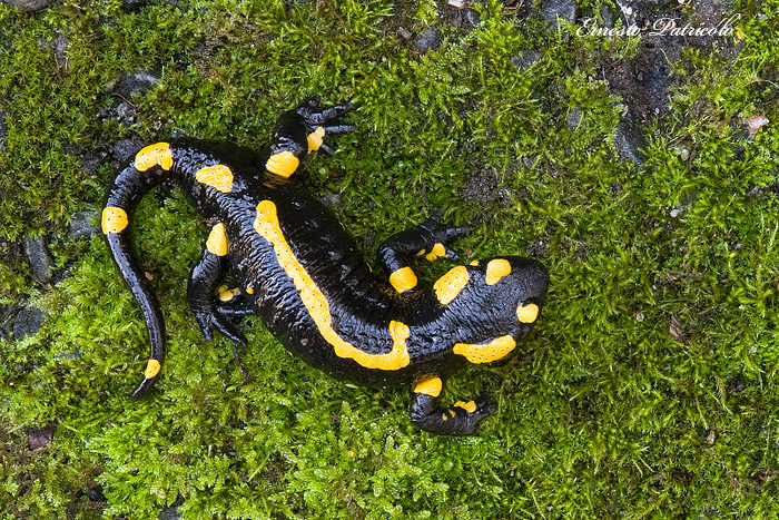 salamandra da identificare - Salamandra salamandra